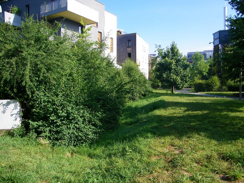 noues arbres et batiments