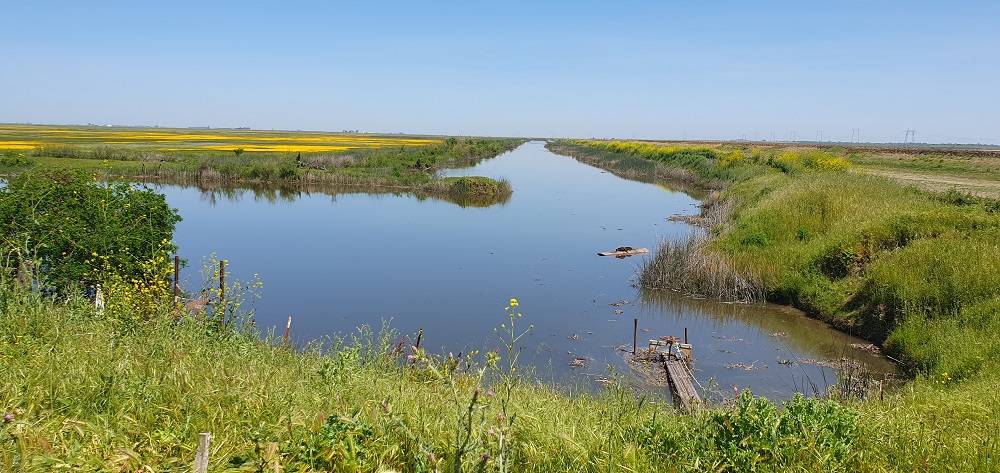 stream and fields