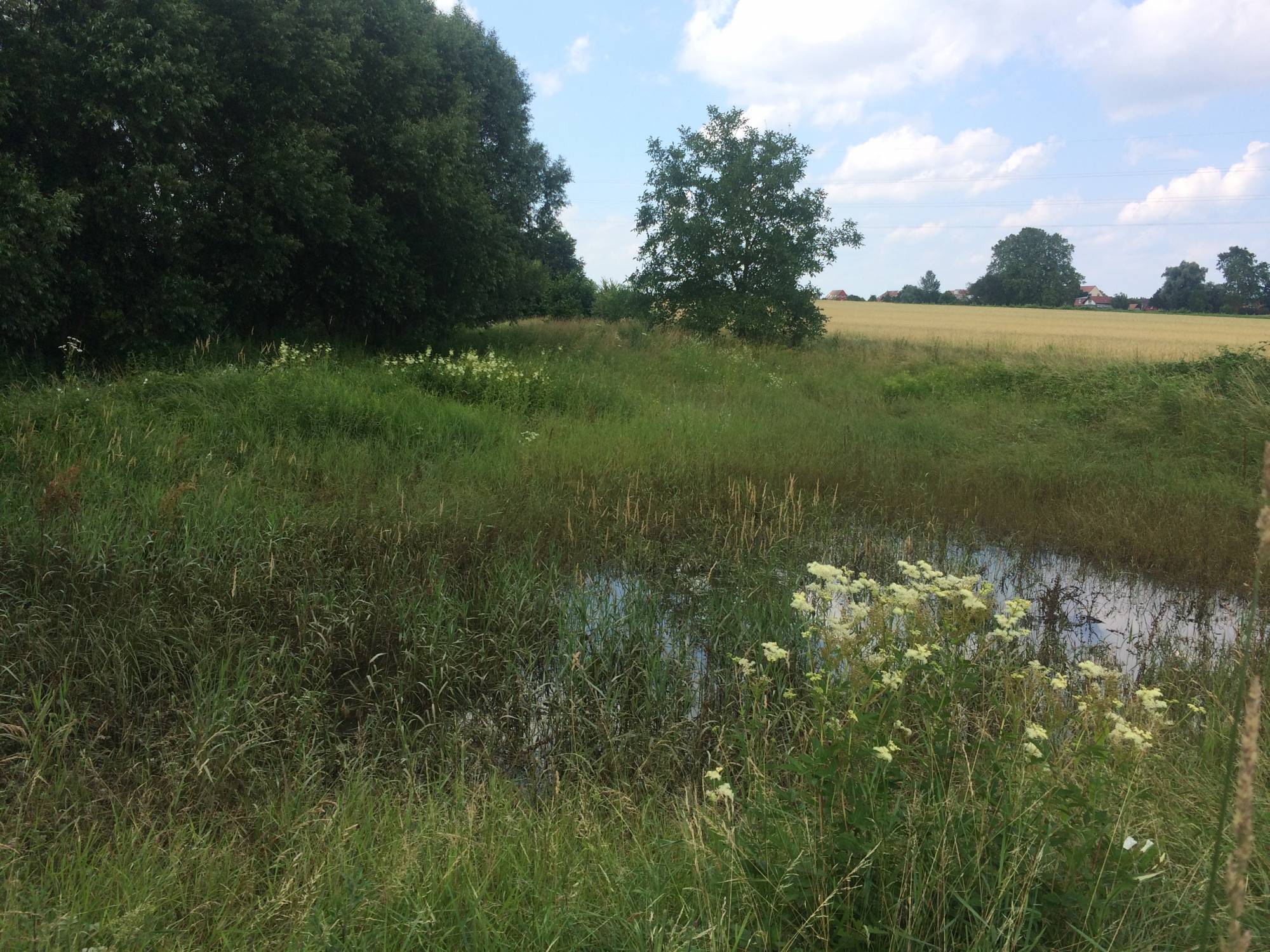 water and riparian vegetation