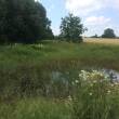 water and riparian vegetation